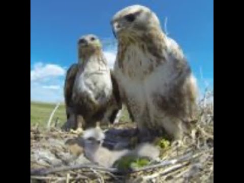 Дикие и свободные